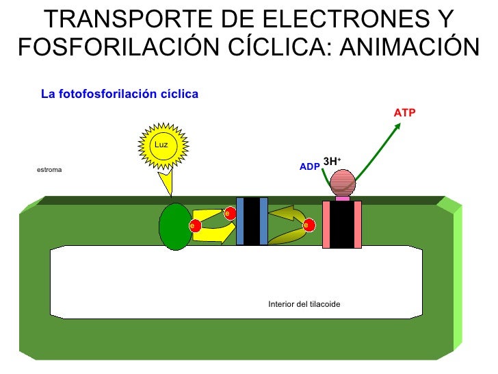 En la fotofosforilacion ciclica se sintetiza 89 En la fotofosforilacion ciclica se sintetiza 73